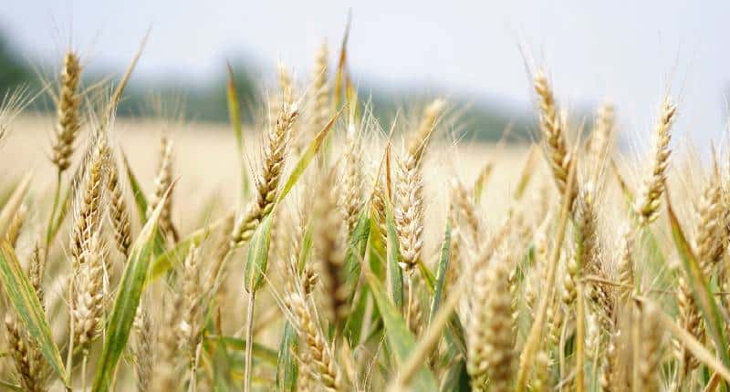 Contributi a fondo perduto agricoltura