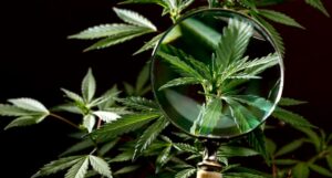 Aprire un negozio di cannabis ligth