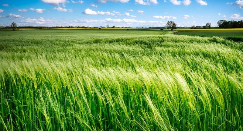 Quanto costa un terreno agricolo tipologie