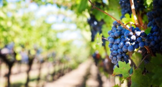 Bonus imprese agricole, credito ampliato al 100% per il commercio online