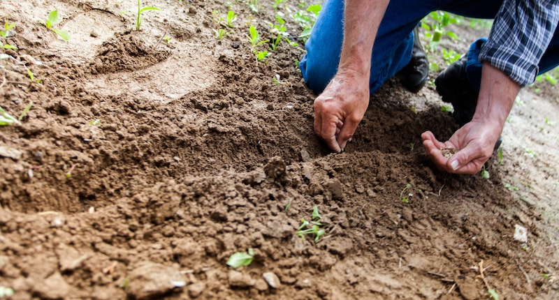 sostegno al reddito pagamenti diretti giovani agricoltori