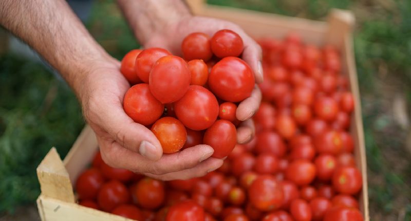 contributi a fondo perduto agricoltura