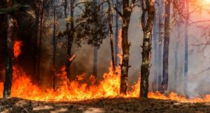 incendi sardegna imprese turismo