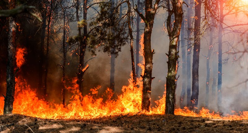 incendi sardegna imprese turismo