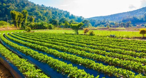 Innovazione in agricoltura: come funzionano i nuovi contributi a fondo perduto