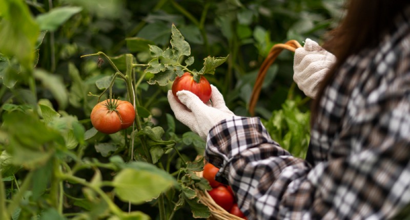 disoccupazione agricola 2023 calcolo