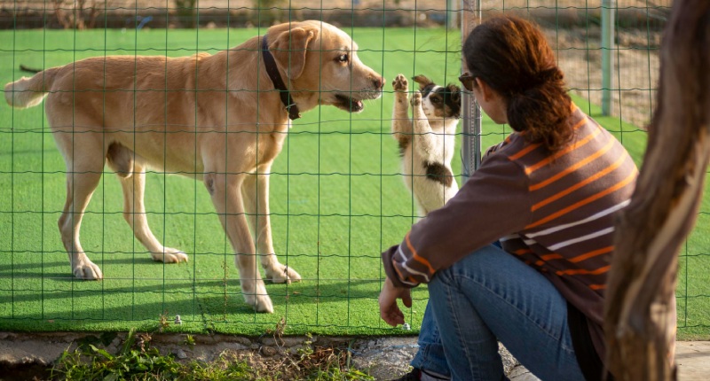 aprire pensione per cani