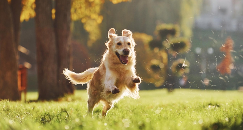 aprire una pensione per cani