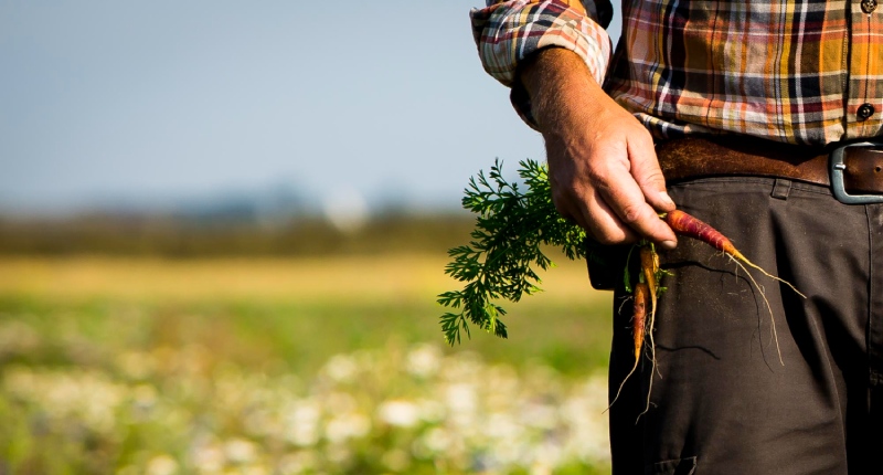 impresa agricola giovani