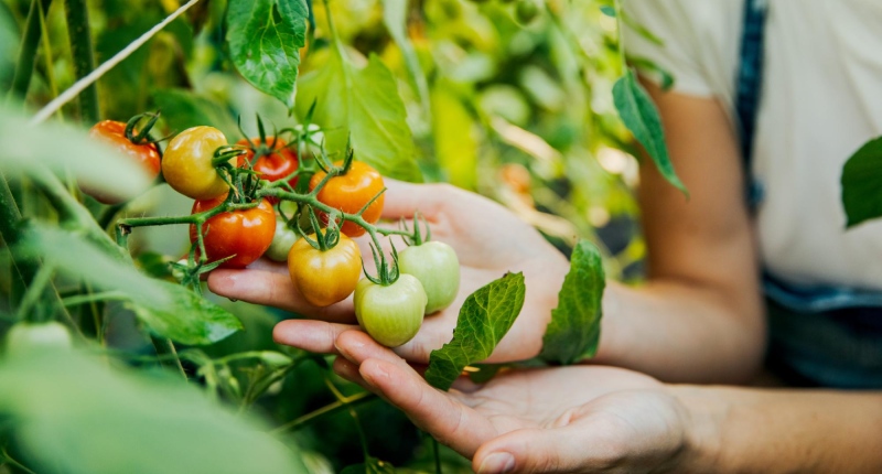 impresa agricola giovanile