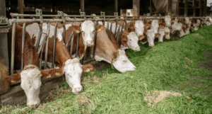 imprese agricole fondi 2026