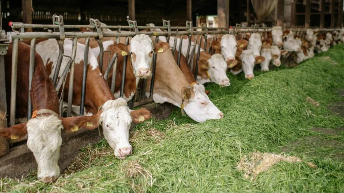 imprese agricole fondi 2026