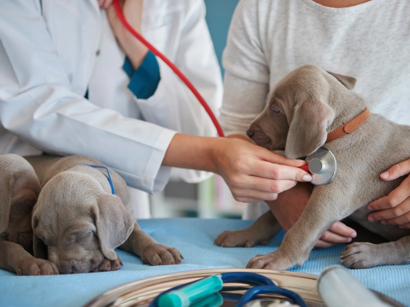 scadenze contributi enpav 2026